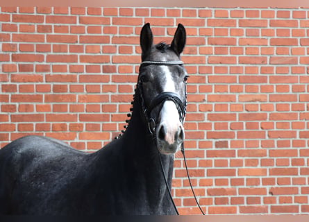 Hanovrien, Étalon, 2 Ans, 156 cm, Gris