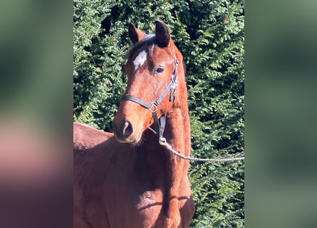 Hanovrien, Étalon, 2 Ans, 162 cm, Bai
