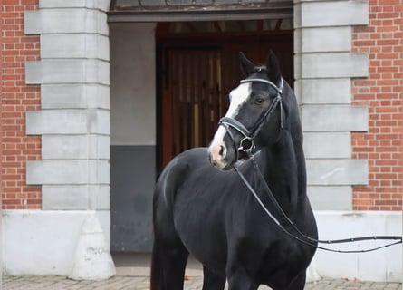 Hanovrien, Étalon, 2 Ans, 162 cm, Noir