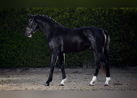 Hanovrien, Étalon, 2 Ans, 164 cm, Noir