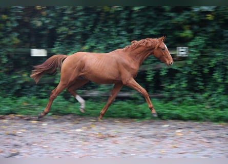 Hanovrien, Étalon, 2 Ans, 166 cm, Alezan