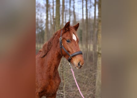 Hanovrien, Étalon, 2 Ans, 166 cm, Alezan