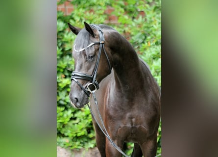 Hanovrien, Étalon, 2 Ans, 167 cm, Noir