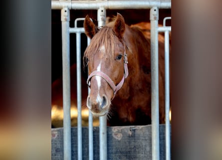 Hanovrien, Étalon, 2 Ans, 168 cm, Alezan brûlé