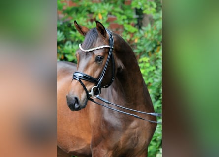 Hanovrien, Étalon, 2 Ans, 168 cm, Bai