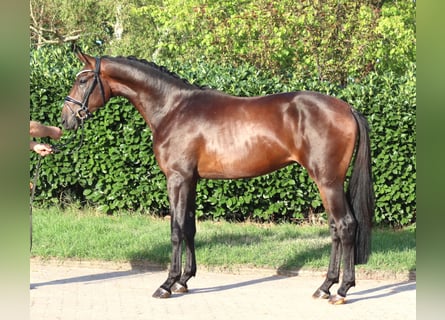 Hanovrien, Étalon, 2 Ans, 168 cm, Bai