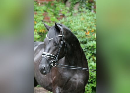 Hanovrien, Étalon, 2 Ans, 168 cm, Noir