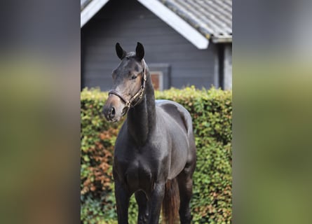 Hanovrien, Étalon, 2 Ans, 170 cm, Bai brun foncé