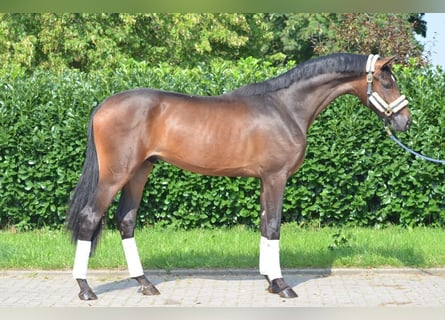 Hanovrien, Étalon, 2 Ans, 170 cm, Bai