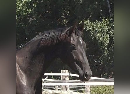 Hanovrien, Étalon, 2 Ans, 172 cm, Noir