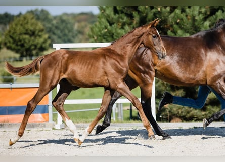 Hanovrien, Étalon, 2 Ans, Alezan brûlé