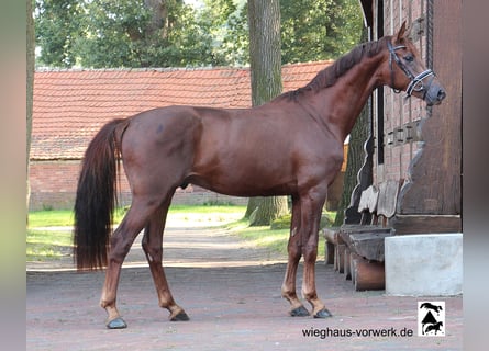 Hanovrien, Étalon, 2 Ans