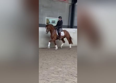 Hanovrien, Étalon, 3 Ans, 165 cm, Alezan