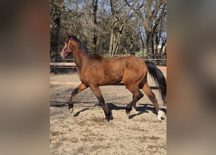 Hanovrien, Étalon, 3 Ans, 165 cm, Bai