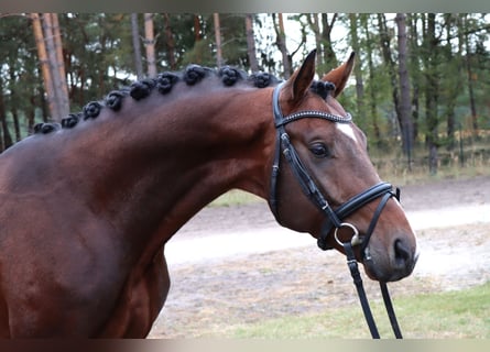 Hanovrien, Étalon, 3 Ans, 166 cm, Bai brun
