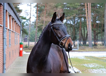 Hanovrien, Étalon, 3 Ans, 166 cm, Bai