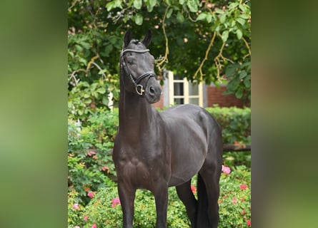 Hanovrien, Étalon, 3 Ans, 166 cm, Noir