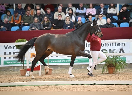 Hanovrien, Étalon, 3 Ans, 168 cm, Bai