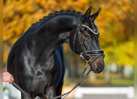 Hanovrien, Étalon, 3 Ans, 169 cm, Bai brun foncé