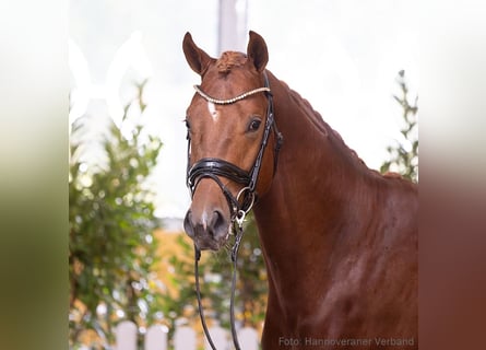 Hanovrien, Étalon, 3 Ans, 170 cm, Alezan