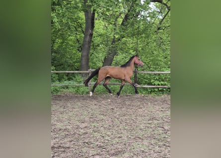 Hanovrien, Étalon, 3 Ans, 170 cm, Bai