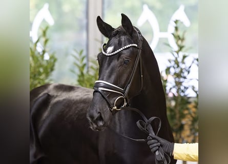 Hanovrien, Étalon, 3 Ans, 170 cm, Noir