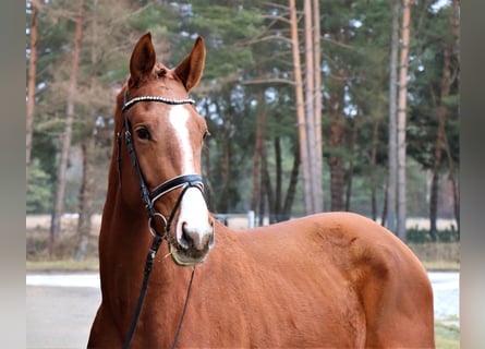 Hanovrien, Étalon, 3 Ans, 174 cm, Alezan