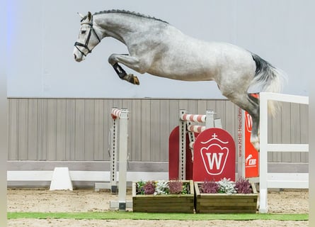 Hanovrien, Étalon, 3 Ans, Gris