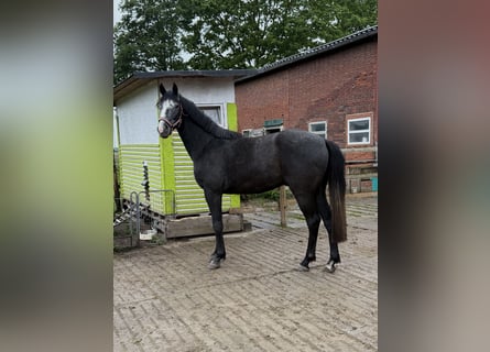Hanovrien, Étalon, 3 Ans, Peut devenir gris
