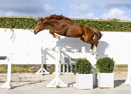 Hanovrien, Étalon, 4 Ans, 162 cm