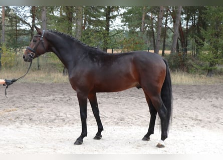 Hanovrien, Étalon, 4 Ans, 175 cm, Bai brun