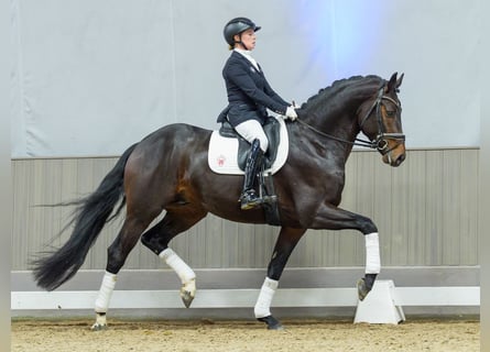 Hanovrien, Étalon, 4 Ans, Bai
