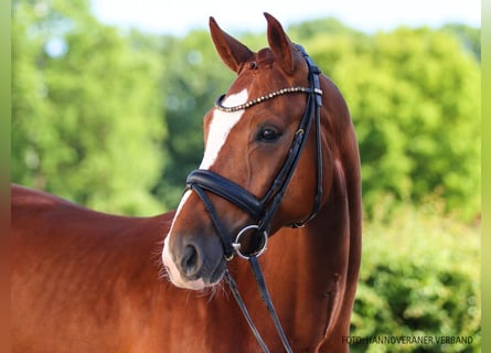 Hanovrien, Étalon, 5 Ans, 166 cm, Alezan