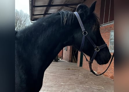 Hanovrien, Étalon, 5 Ans, 167 cm, Noir