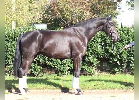 Hanovrien, Étalon, 5 Ans, 173 cm, Noir