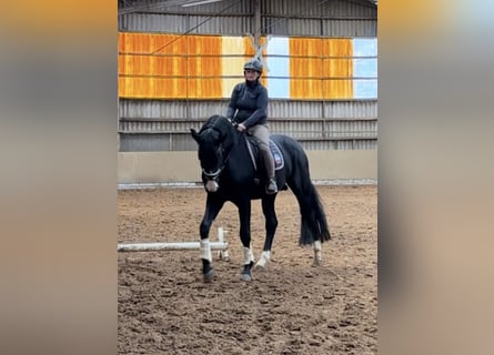 Hanovrien, Étalon, 5 Ans, 174 cm, Noir