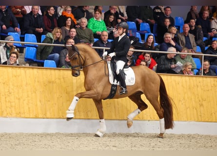 Hanovrien, Étalon, 6 Ans, 172 cm, Alezan brûlé