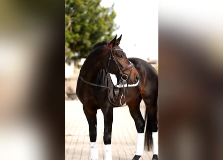 Hanovrien, Étalon, 7 Ans, 175 cm, Bai