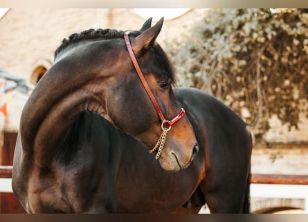 Hanovrien, Étalon, 7 Ans, 175 cm, Bai