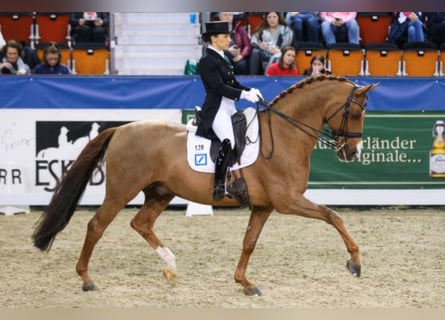 Hanovrien, Étalon, 23 Ans, 170 cm, Alezan brûlé