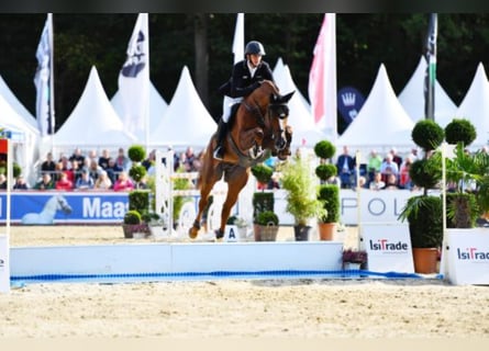 Hanovrien, Étalon, 12 Ans, 178 cm, Alezan