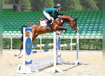 Hanovrien, Étalon, 9 Ans, 173 cm, Bai