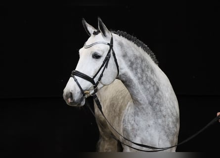 Hanovrien, Étalon, 7 Ans, 169 cm, Gris