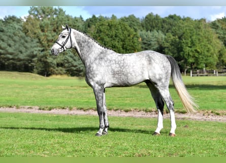Hanovrien, Étalon, 9 Ans, 175 cm, Gris