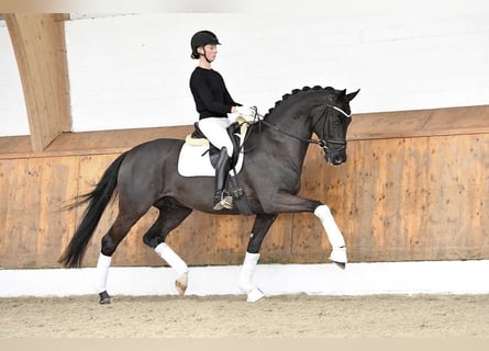 Hanovrien, Étalon, 10 Ans, 172 cm, Noir