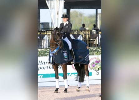 Hanovrien, Étalon, 18 Ans, 171 cm, Noir