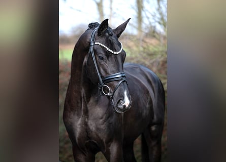 Hanovrien, Étalon, 3 Ans, 173 cm, Noir
