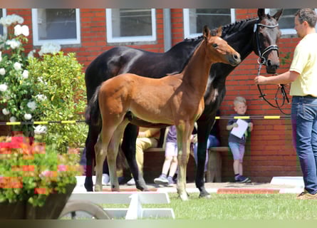 Hanovrien, Étalon, Poulain (04/2023), 168 cm, Bai