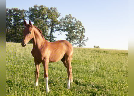Hanovrien, Étalon, Poulain (04/2025), 170 cm, Alezan brûlé