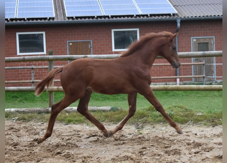 Hanovrien, Étalon, Poulain (06/2025), 170 cm, Alezan brûlé